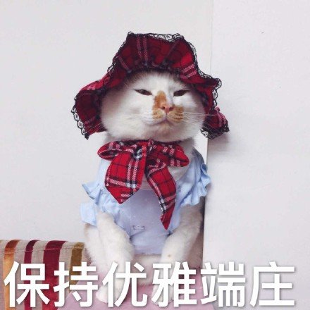 保持优雅端庄表情包表情包 - 套图表情包分类 - 高清免费下载