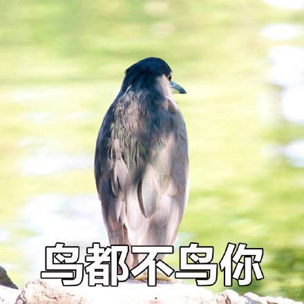 鸟都不鸟你表情包表情包 - 套图表情包分类 - 高清免费下载