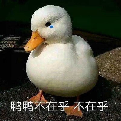 鸭鸭不在乎，不在乎——小鸭子系列表情包表情包 - 套图表情包分类 - 高清免费下载