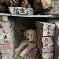 值班室看家护院尽忠职守狗管理表情包 - 套图表情包 - 免费下载